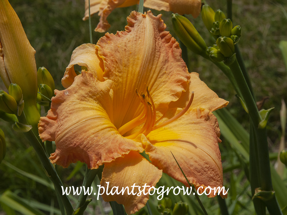 Apricot Symphony Daylily (Hemerocallis)